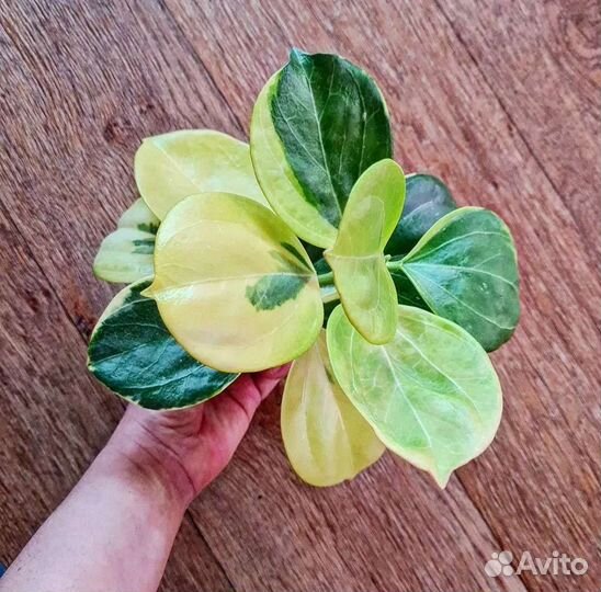 Хойя срезом