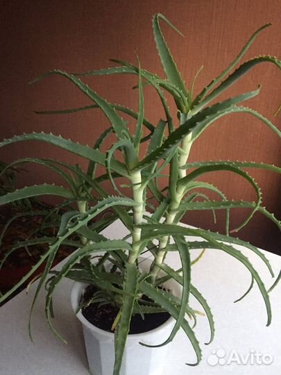Алоэ 4 года