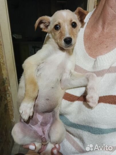 Щенок в добрые руки