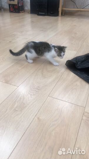 Котенок 3 месяца