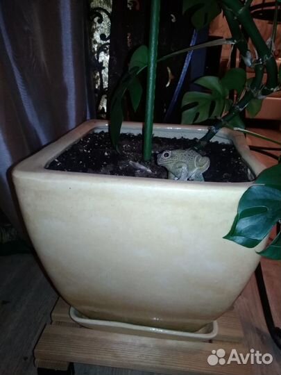 Монстера Little monkey, крупная, в новом горшке