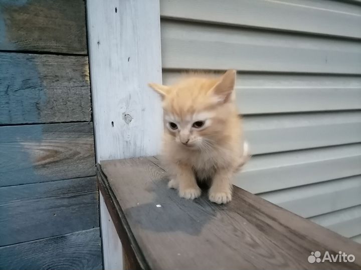 Кошка в дар бесплатно