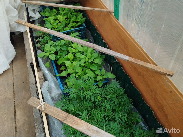 Рассада однолетних цветов