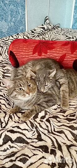 Два чудо котика ищут маму