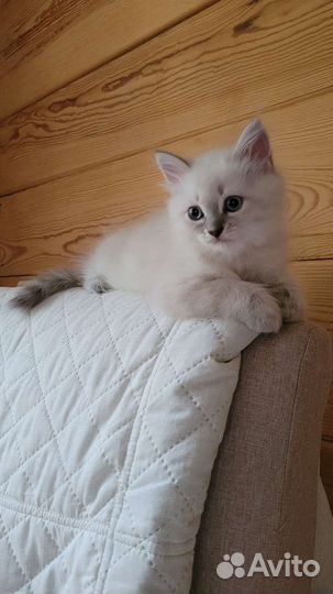Невская маскарадная девочка