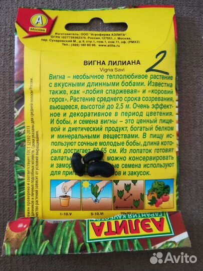 Рассада чуфа, кислица (оксалис)