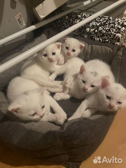 Котята британские белые