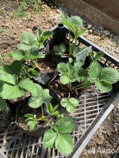 Рассада клубники