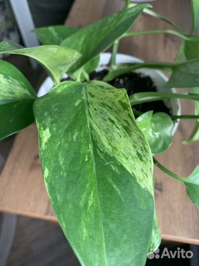 Сциндапсус