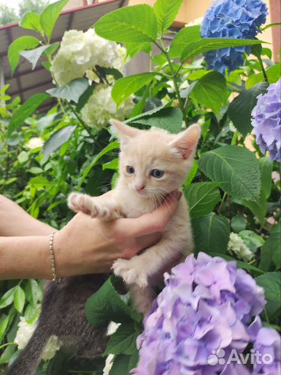 Котята в добрые руки бесплатно