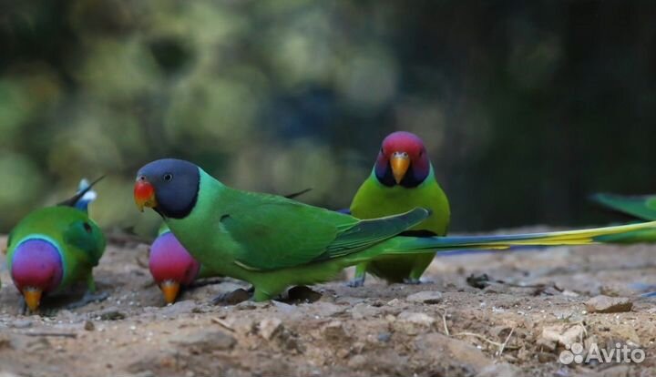 Гималайский попугай