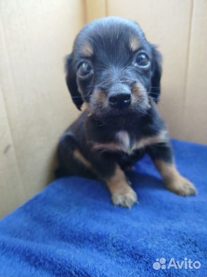 Щенки маленькой собаки