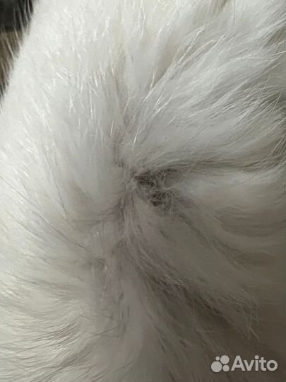 Шкура песца дл 60 см,хвост 5 см