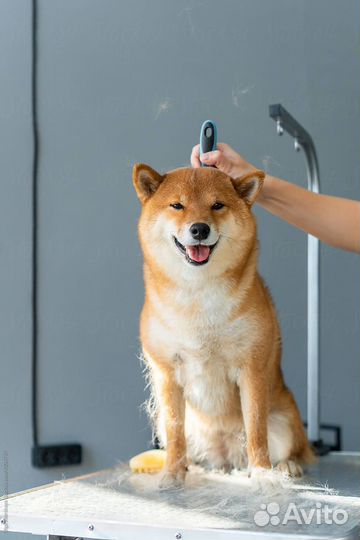 Обучение на грумера