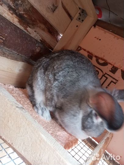 Кролик беременная