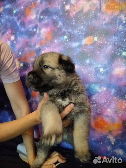 Отдаю щенят в добрые руки