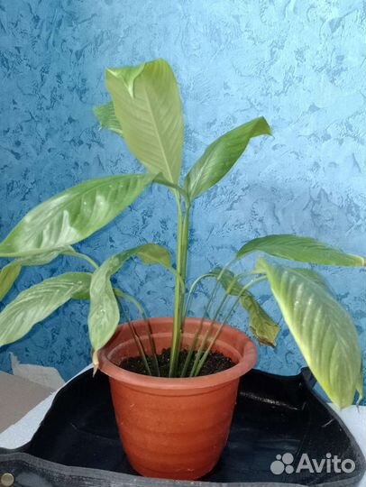 Спатифиллум