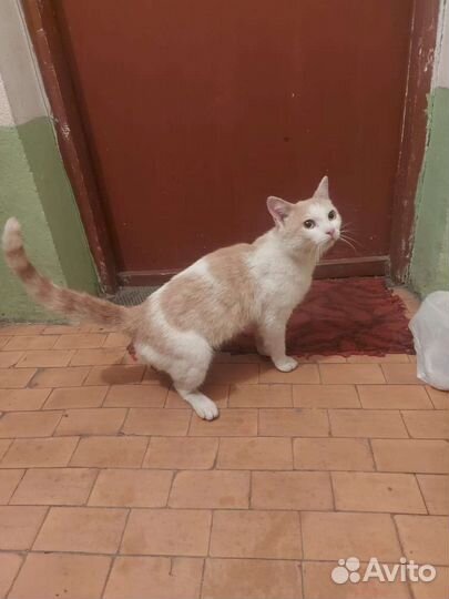 Котик ласковый