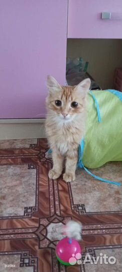 Рыжее счастье