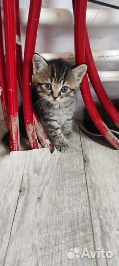 Шотландская вислоухая кошка бесплатно