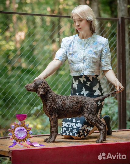 Курчавошерстный Ретривер щенки