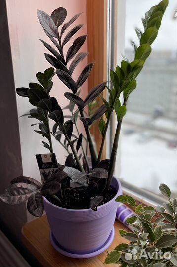 Замиокулькас