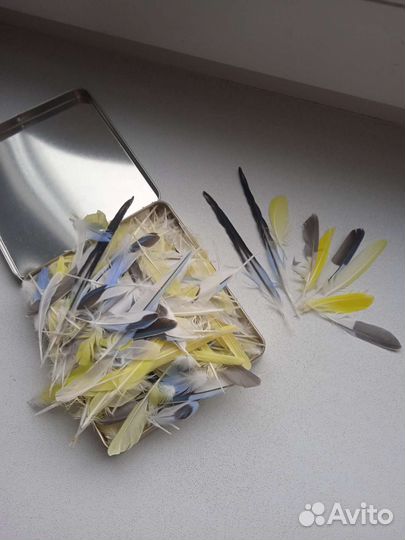 Перья волнистых попугаев для творчества