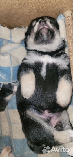 Щенки Хаски