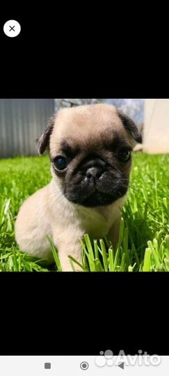Щенки мопса