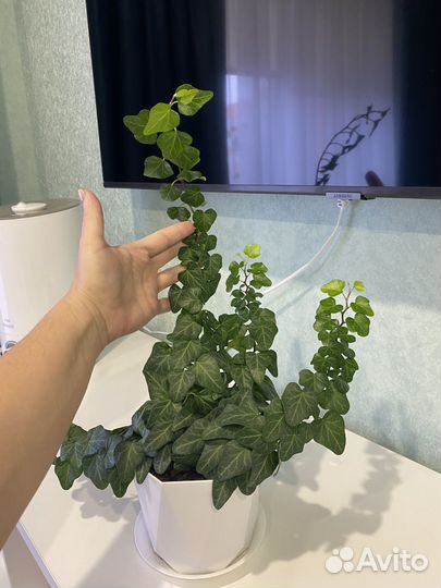 Хедера хеликс