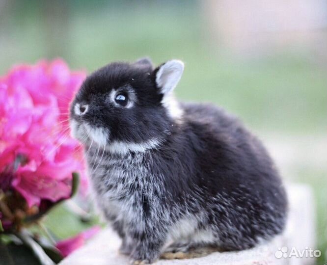 Ручные Карликовые Кролики из Питомника