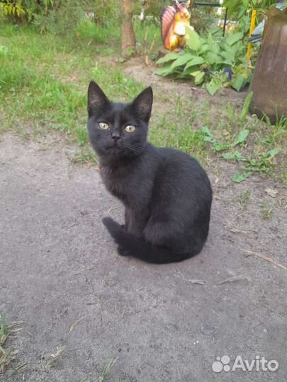 Кошка в дар бесплатно