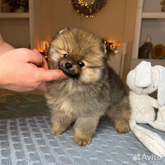 Мишка мальчишка померанского шпица
