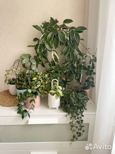 Хойя обновленное наличие