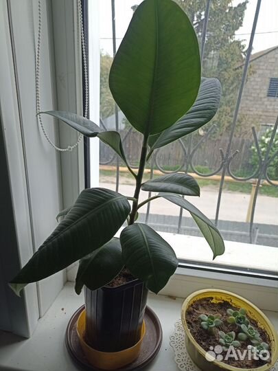 Молочай, фикус