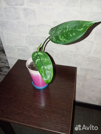 Комнатные цветы - Аглаонема