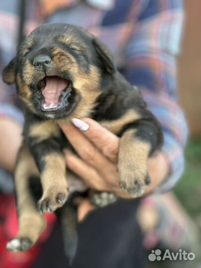 Щенок в добрые руки бесплатно
