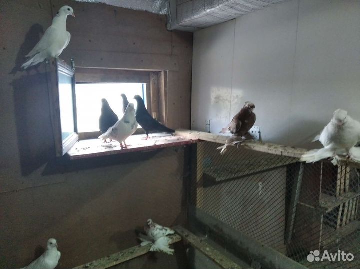 Бойные голуби узбекской и бакинской породы