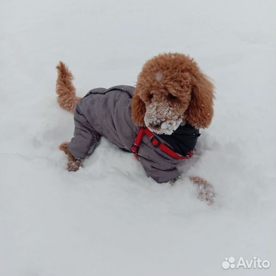 Осенне-зимний комбинезон для собак