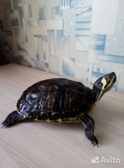 Красноухая черепаха