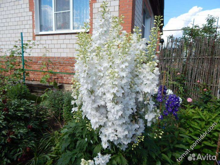 Дельфиниумы разные гибриды сортовые не самосев