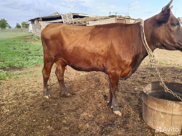 Корова молочная