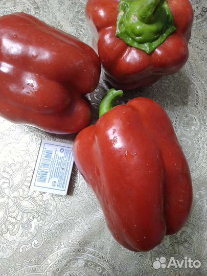 Рассада перцев