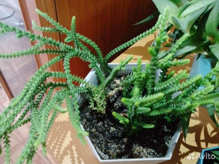 Суккулееты