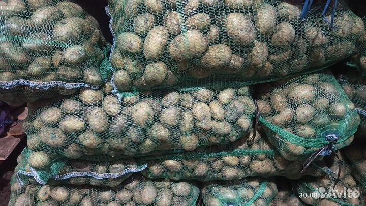 Продам картофель оптом