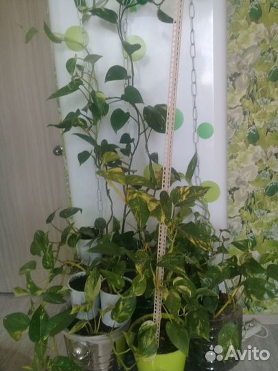 Сциндапсус