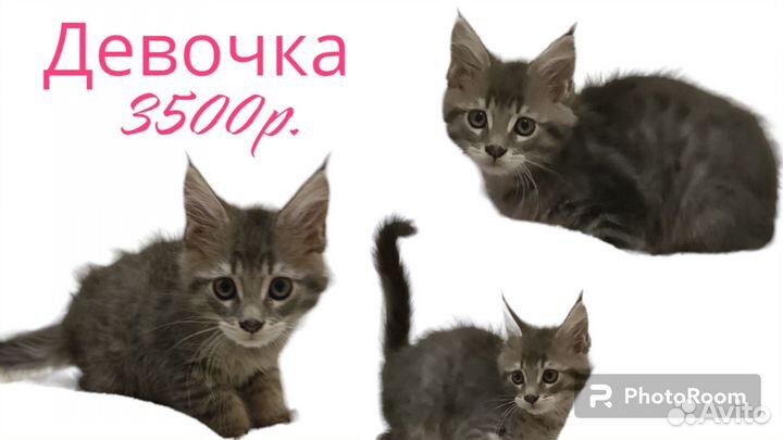Котята мейн-кун мальчики и девочки