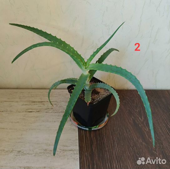 Алоэ лечебное столетник