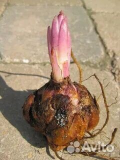 Лилии махровые