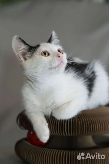 Трогательная Котёночек ищет дом